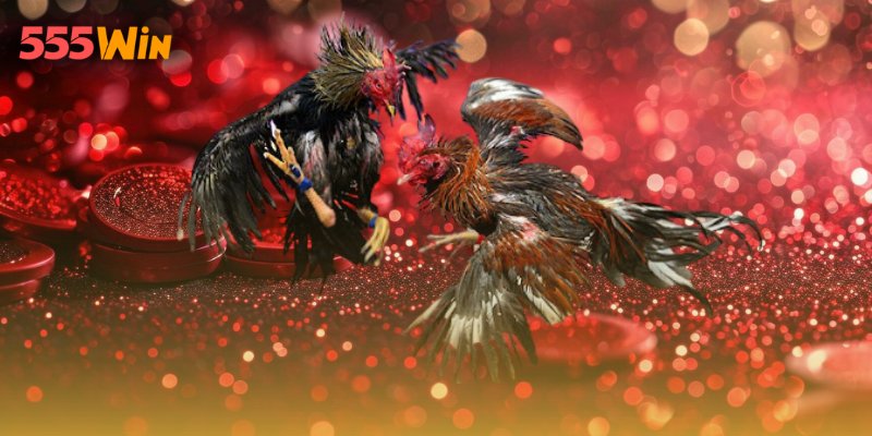 Sảnh đá gà 555WIN với giao diện chuyên nghiệp